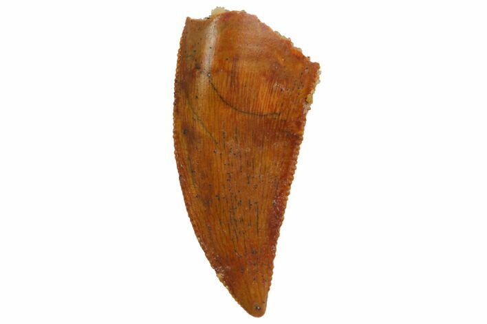Serrated, Raptor Tooth - Real Dinosaur Tooth #135156